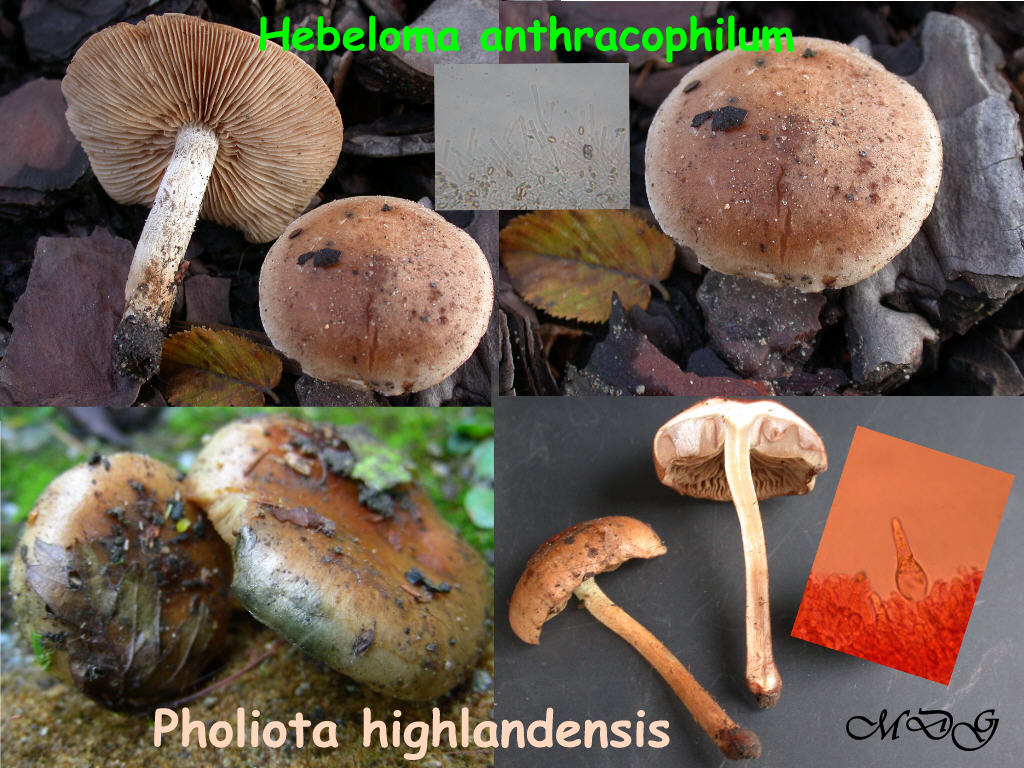 Pholiota highlandensis ( ex carbonaria)?